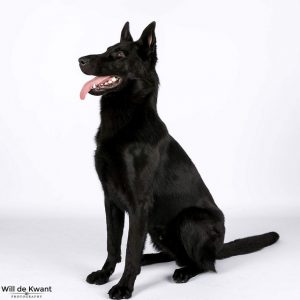 german shepherd pic