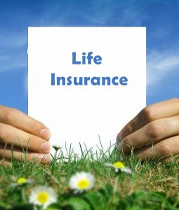 life insurance daisies